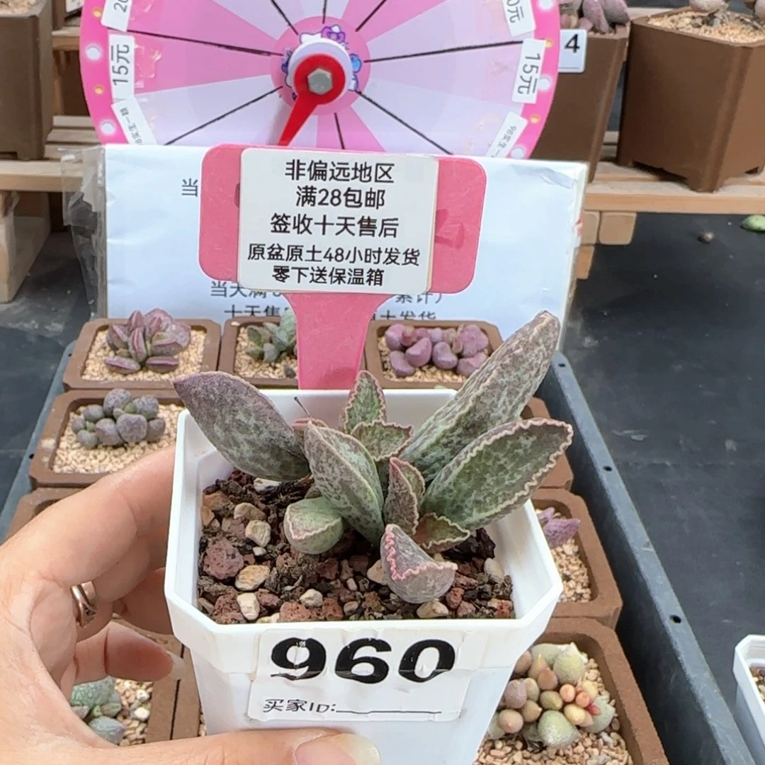 960粉鲍鱼多肉植物