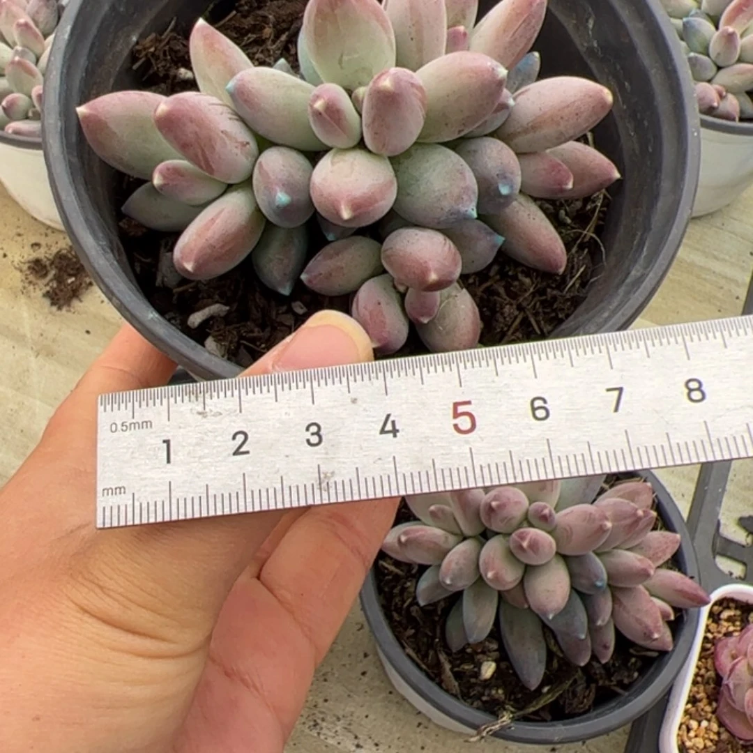 ?*妈701 多肉植物组合盆栽