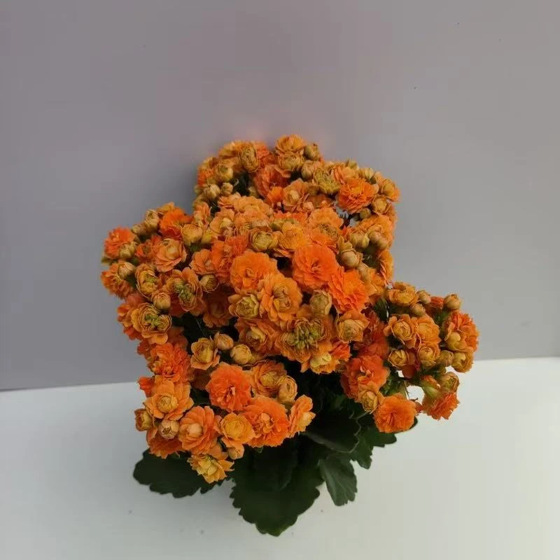 【温莎大花】80盆精美长寿花盆栽