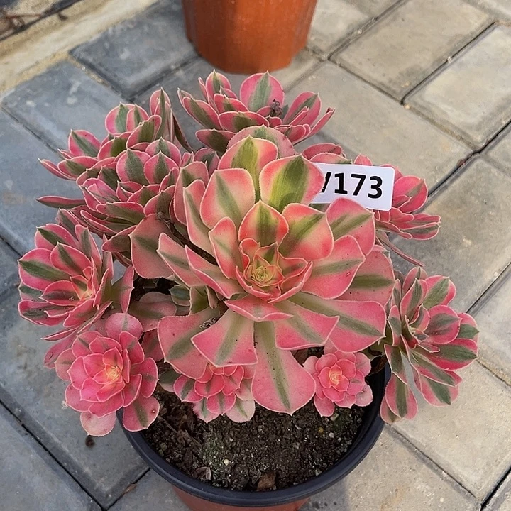 173女巫有个断枝333冠服17左右