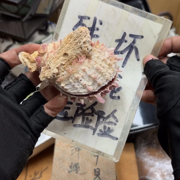 谢谢谢谢谢谢谢娃