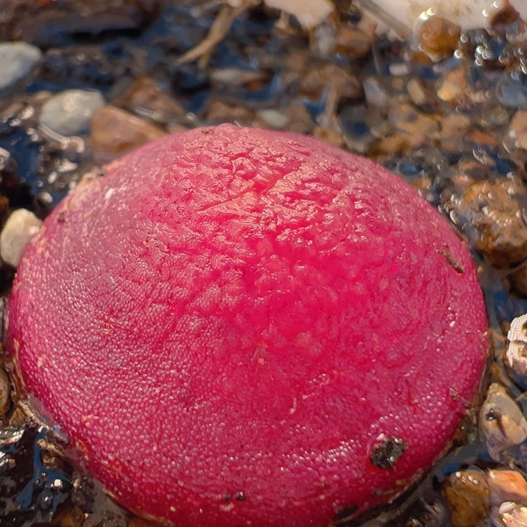 12多肉植物百科知识灯泡