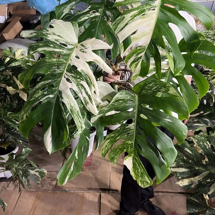 西**士大白龟绿植好看