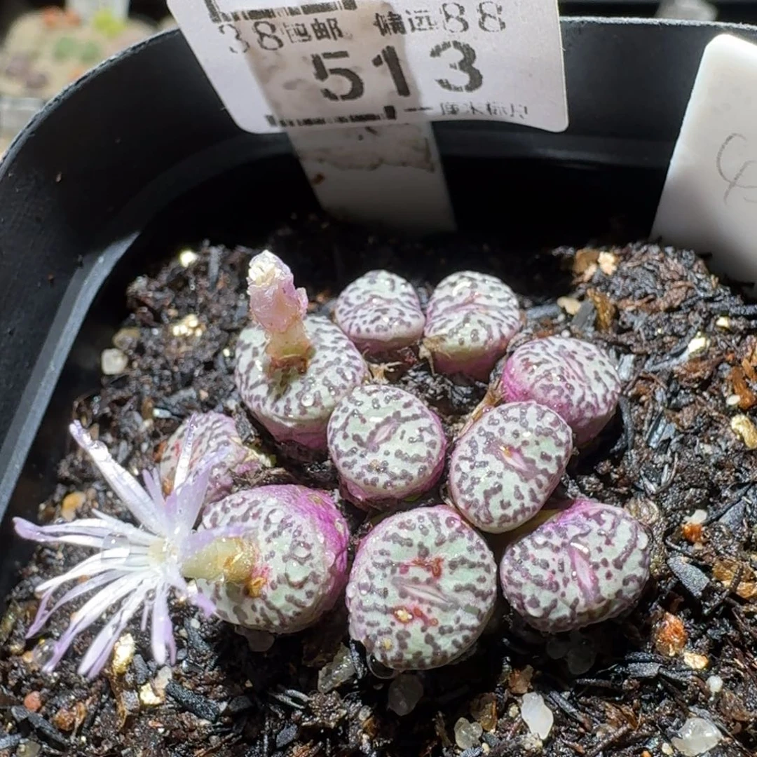 Sss新年福利福利813