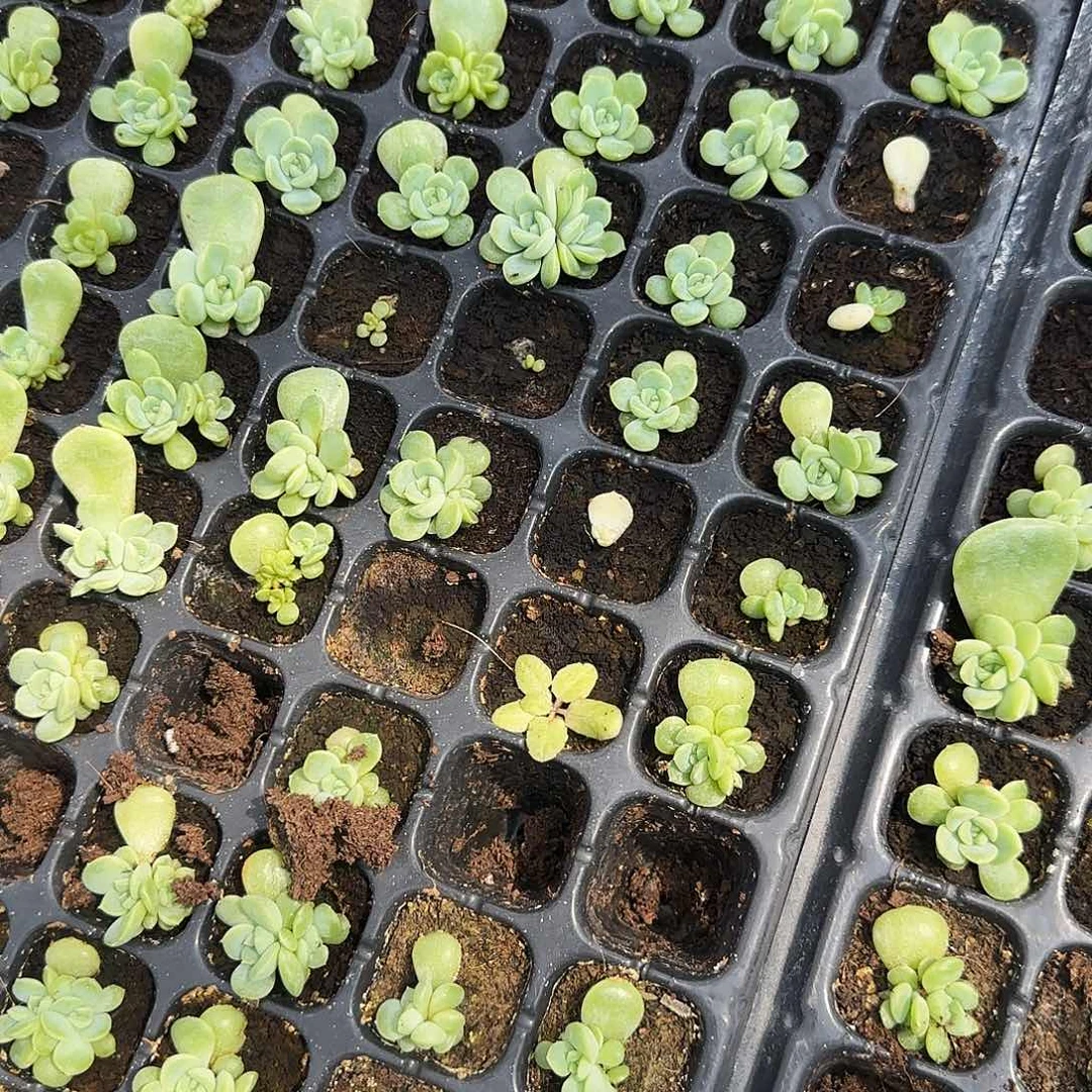 明月T7 中苗穴一个满25包邮