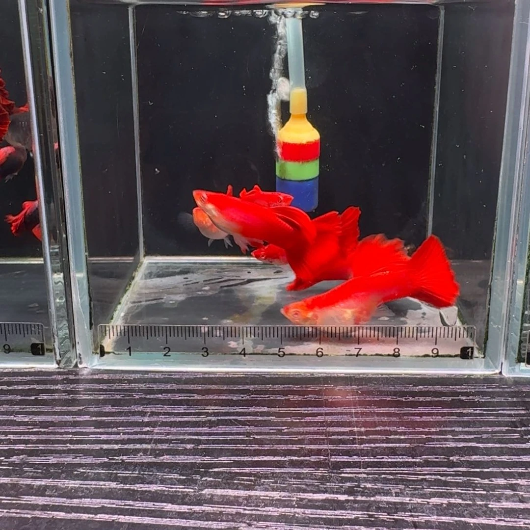 孔雀鱼红背美系血红种鱼2对，蓝白2对