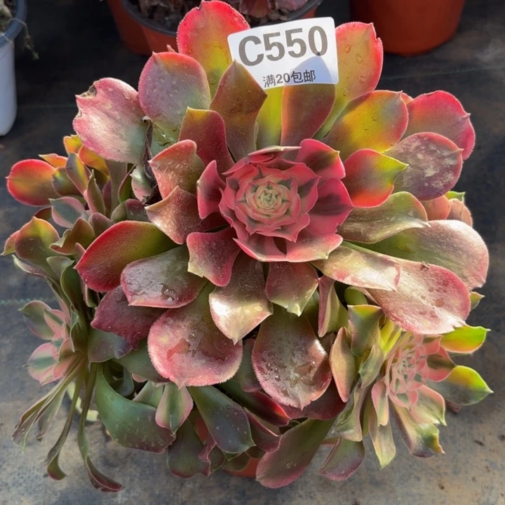 瑞妈多肉园艺。550.香妃