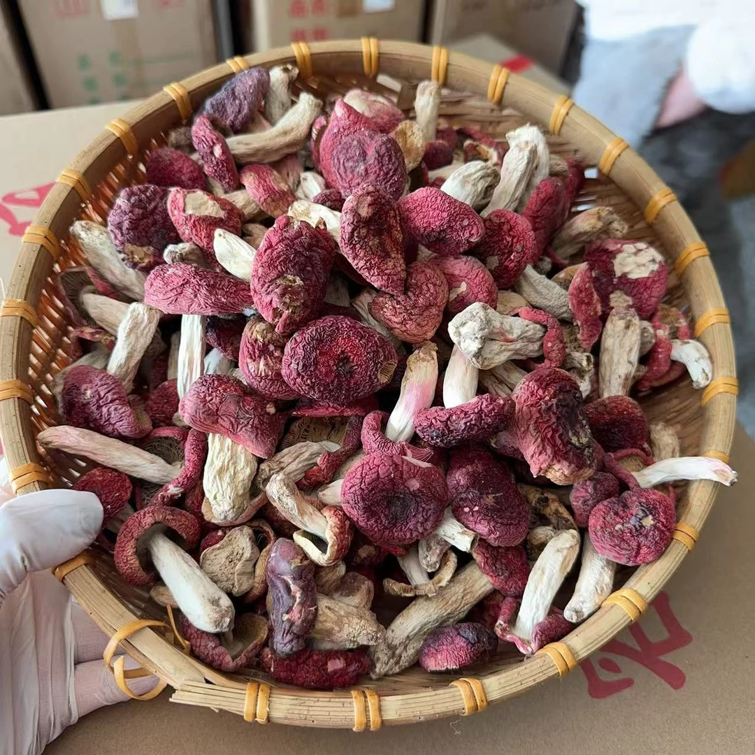 红面中标 云南蓝底野生红菇  送礼100g