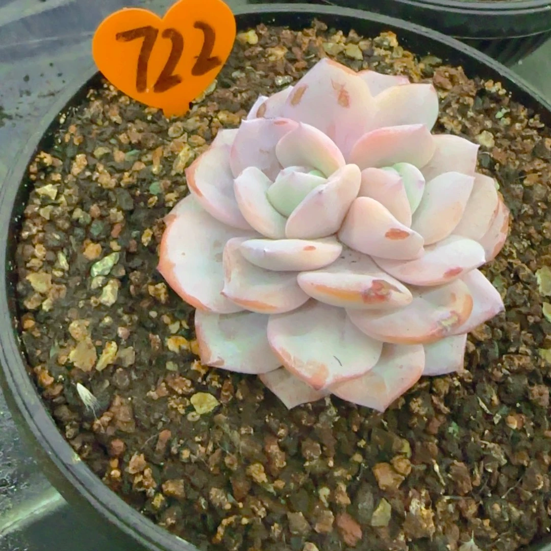 s*j722多肉植物一物一拍