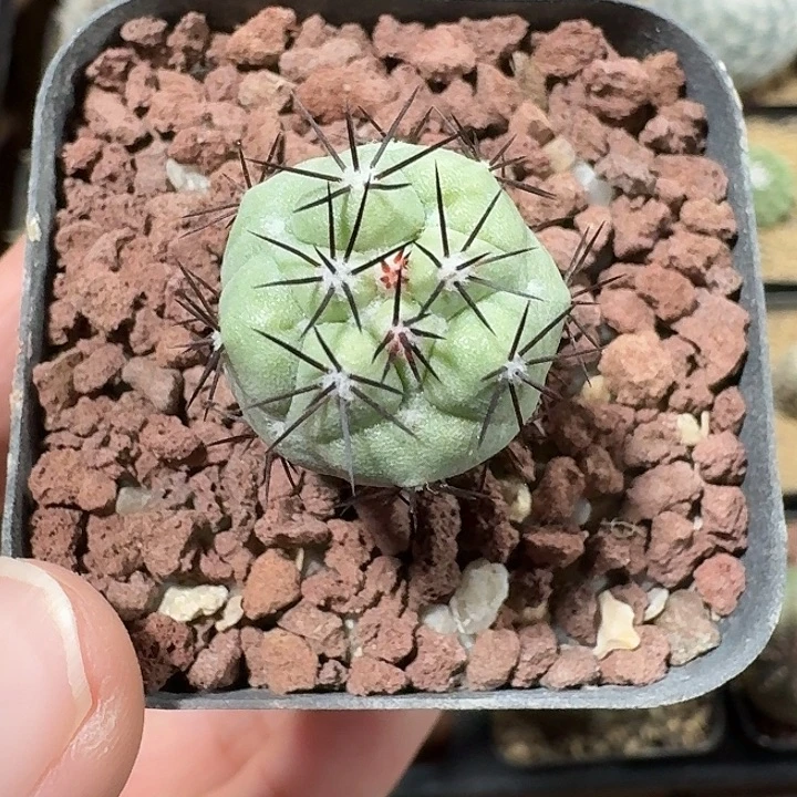 帝王丸仙人球12345