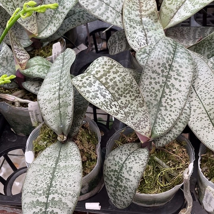 完全开放处理苗 十三的509交501➕一剪梅共两颗微瑕