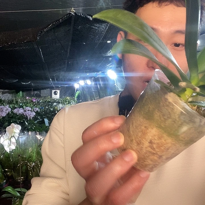 无花朵1972蝴蝶兰