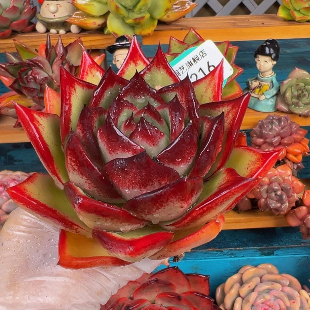 从前慢多肉精选编号0303.216