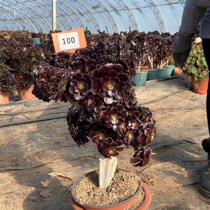 小****西100欧紫缀化朵朵老桩