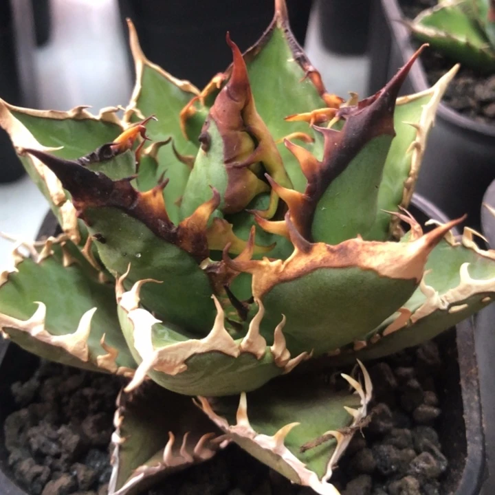 红猫仁王冠龙舌兰