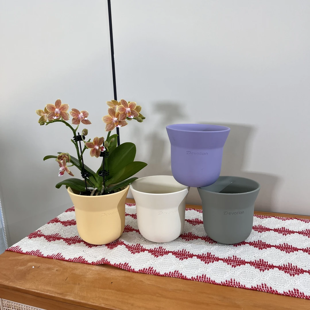 【潘多丽】2.8寸小巧玲珑可爱桌面款蝴蝶兰 室内花卉小众品种迷你花