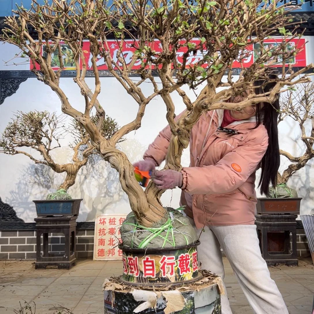 无花朵金银花8888