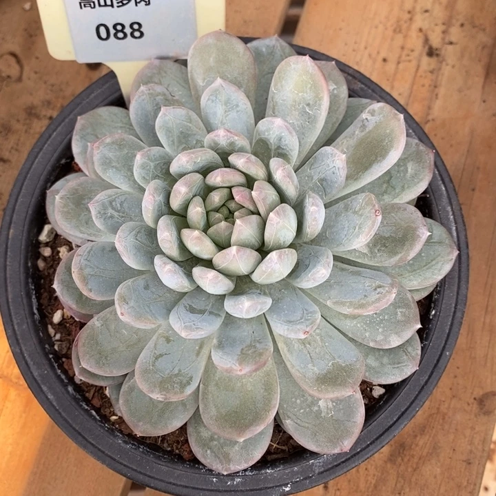 D088- 直播福利 翡翠香槟