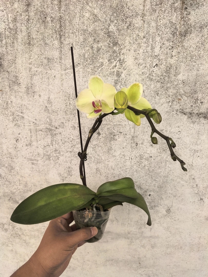 青苹果沙西米，单花剑，带花带花苞，蝴蝶兰盆栽2.8寸杯开花株