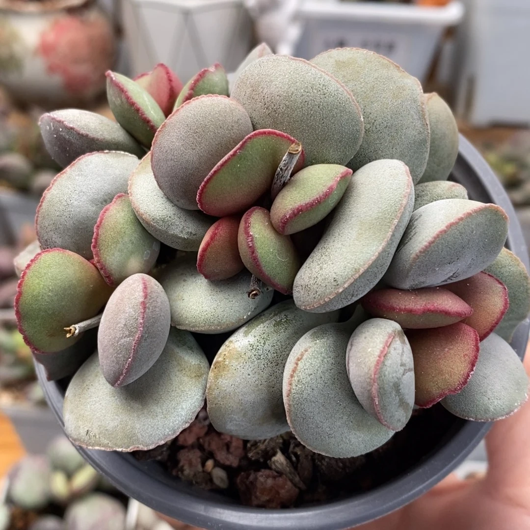 白肌红蛋多肉植物