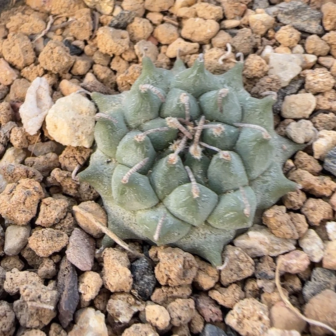 018实生安德森多肉2.4