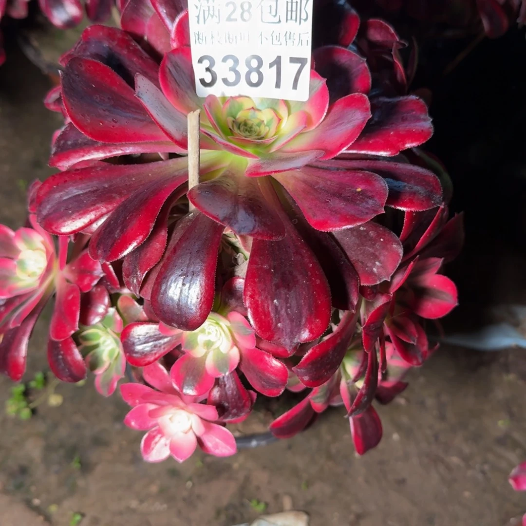 33817美杜莎多肉植物