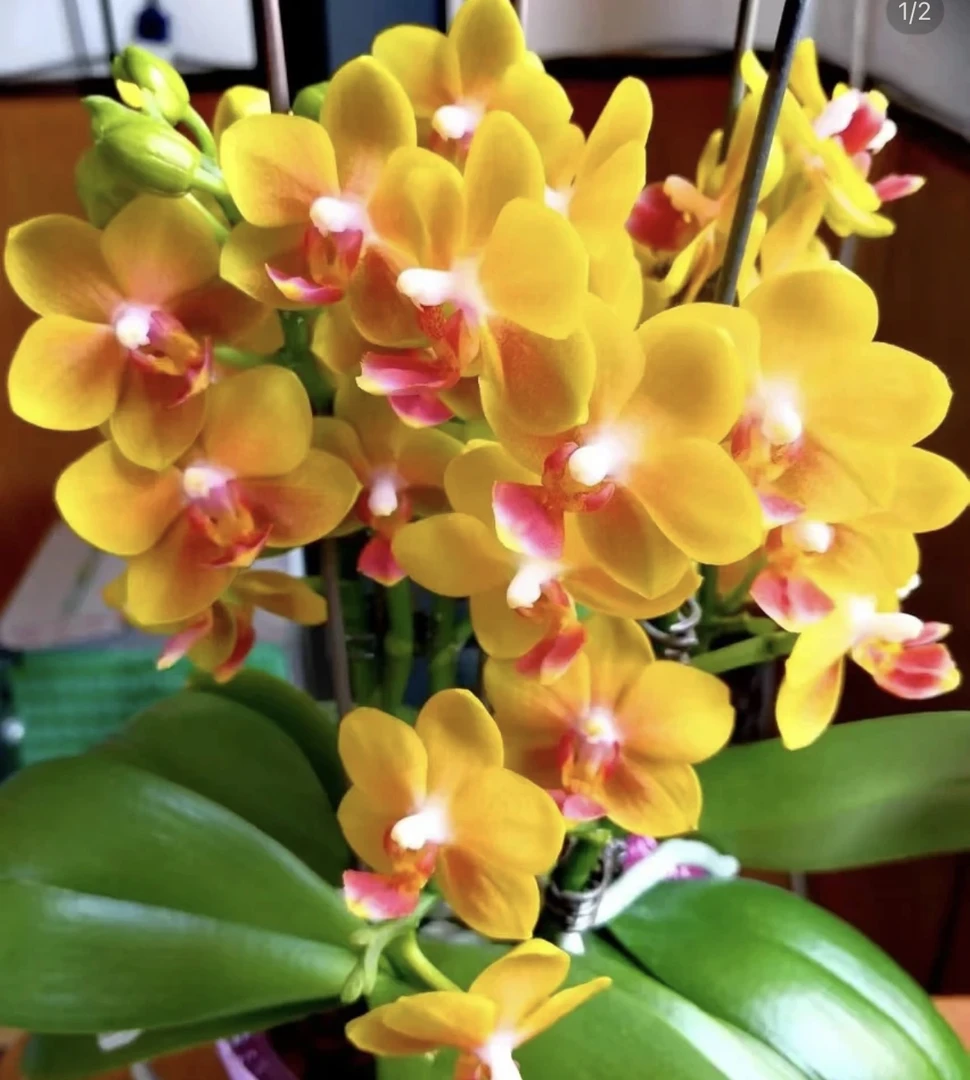 【香水女王】蝴蝶兰3.0杯三花剑发货 浓香型蝴蝶兰