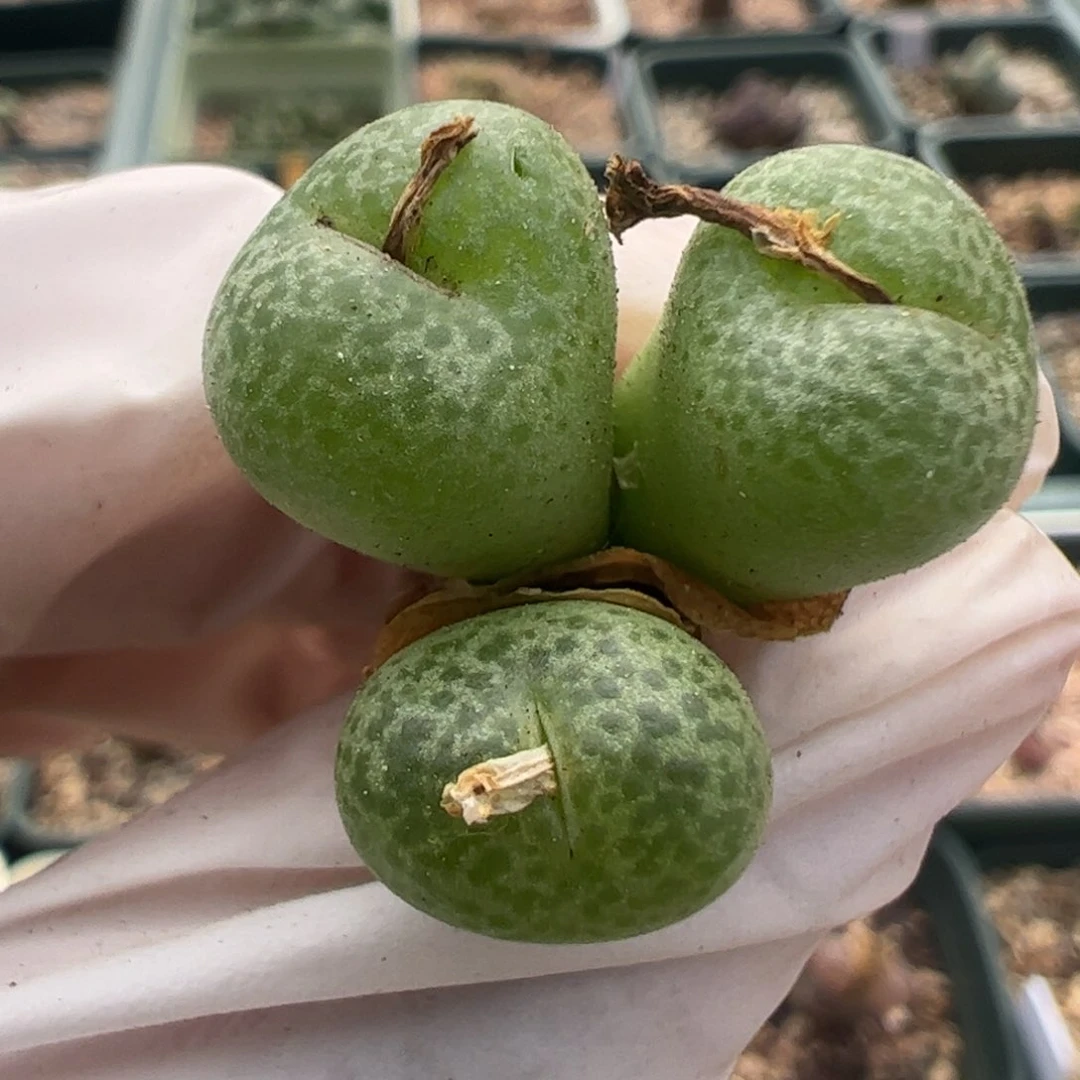 669 好看的多肉冲冲冲