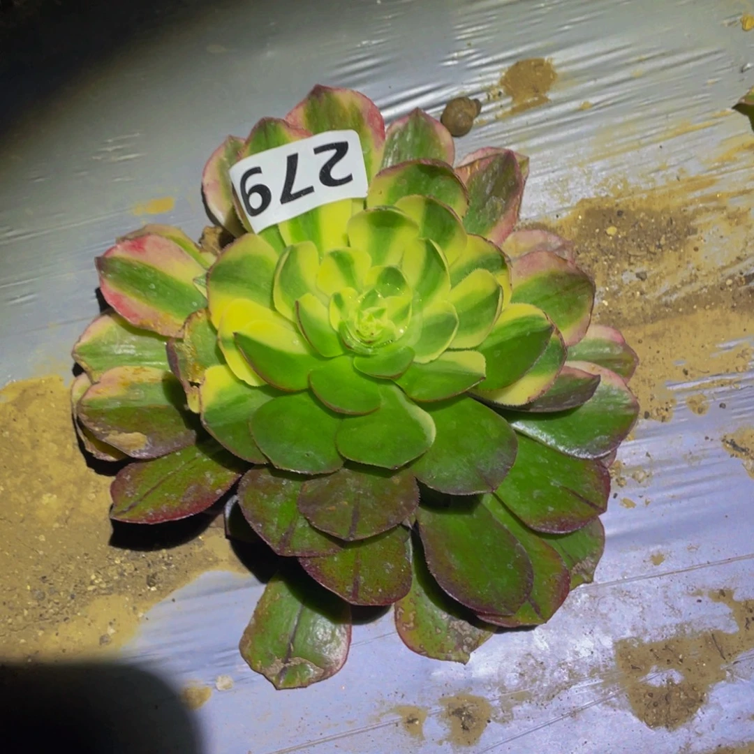 白雪公主花脸多肉植物多肉279