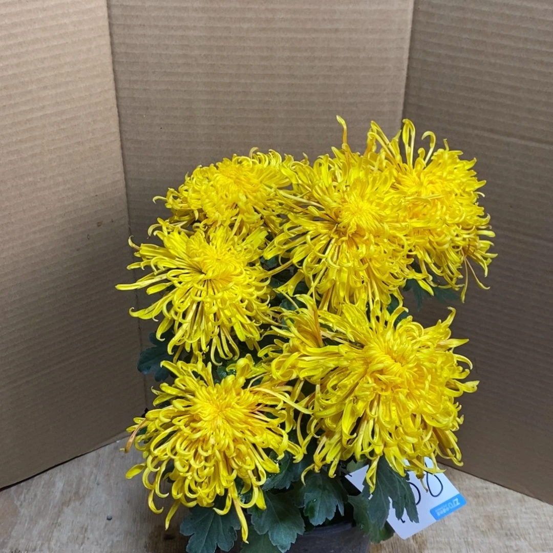 完全开放00000958