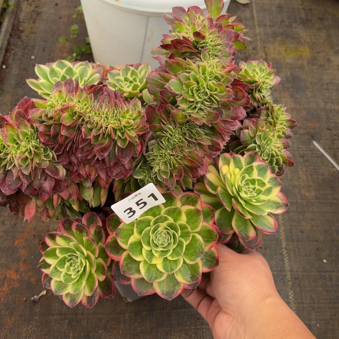 语*351多肉植物海王缀