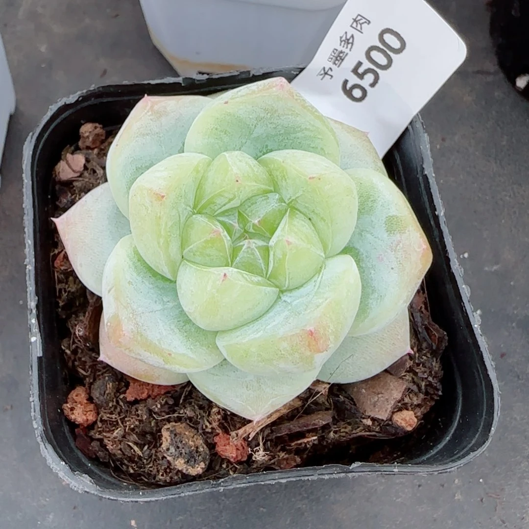 靈***靈白泽珍妮，6500多肉植物
