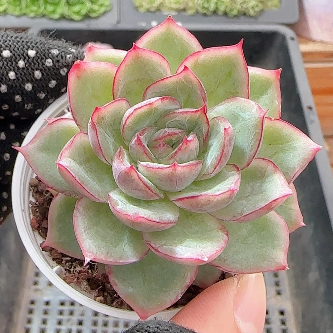 多肉1007--231边线系