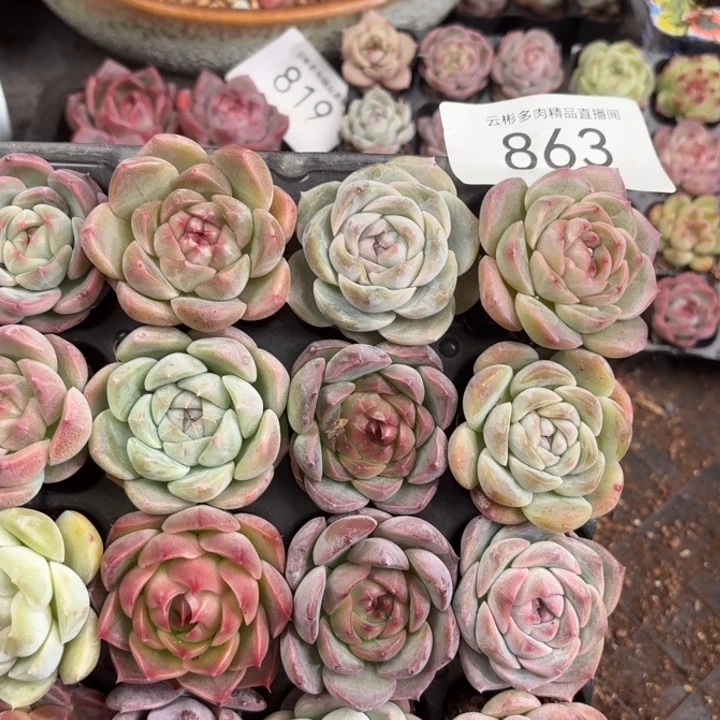 害***掉863。