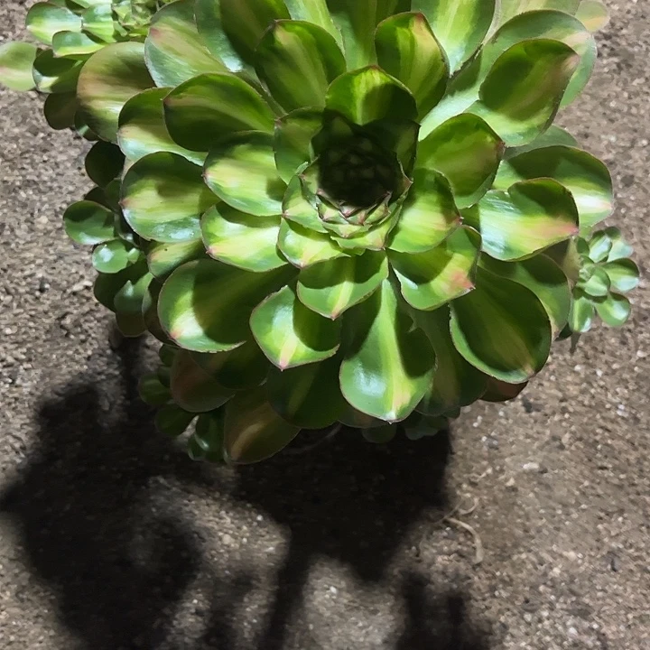 多肉植物燕子锦中班锦……