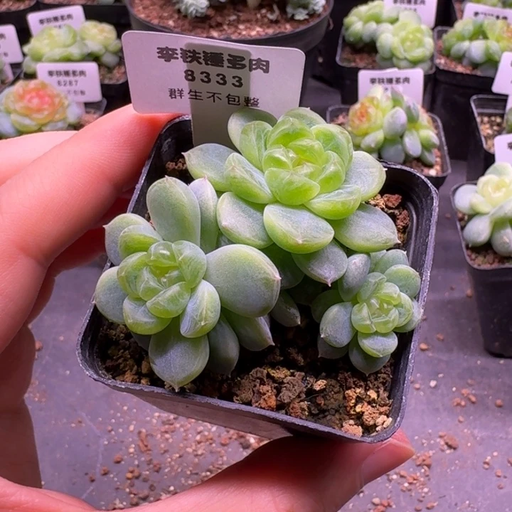 8333楼兰一物一拍5cm盆