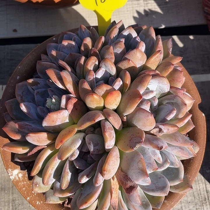 石榴子星影多肉群生62