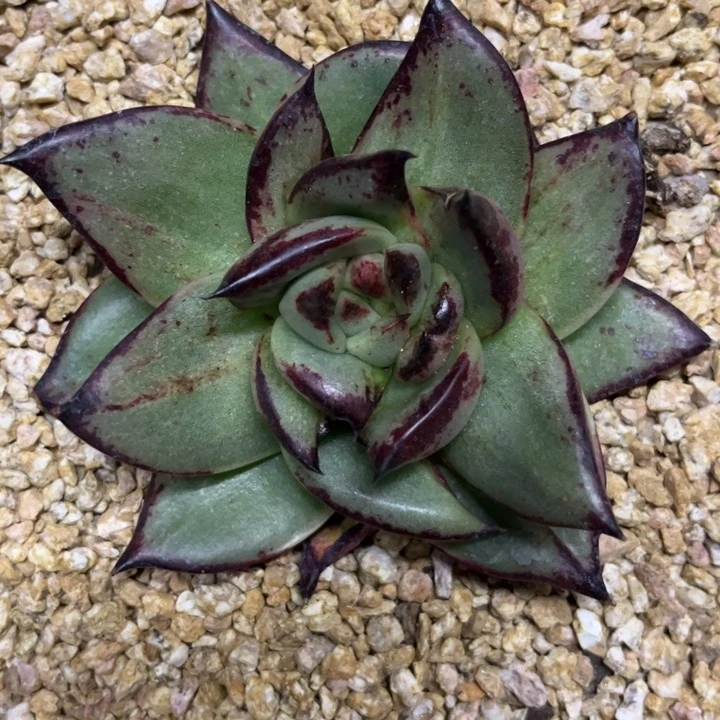 双11特惠全石化拉丝111