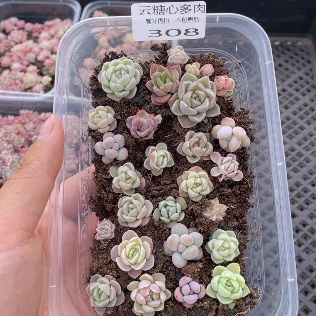 云糖心多肉植物308