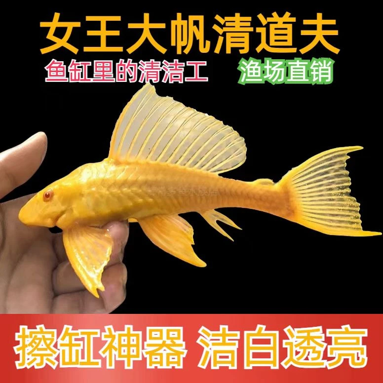 正宗黄金女王大帆清道夫鱼缸清洁工工具鱼清道夫鱼豹纹清道夫