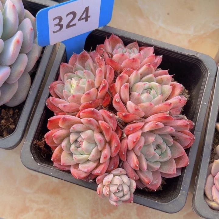 健健康康平平安安