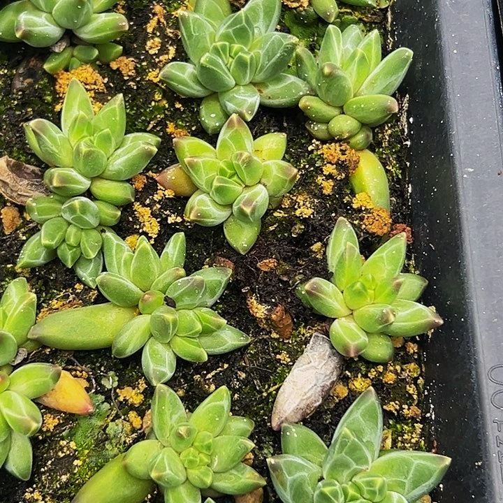 10颗美人系列多肉