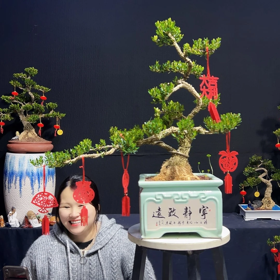 绿植老*广东皱皮黄杨木