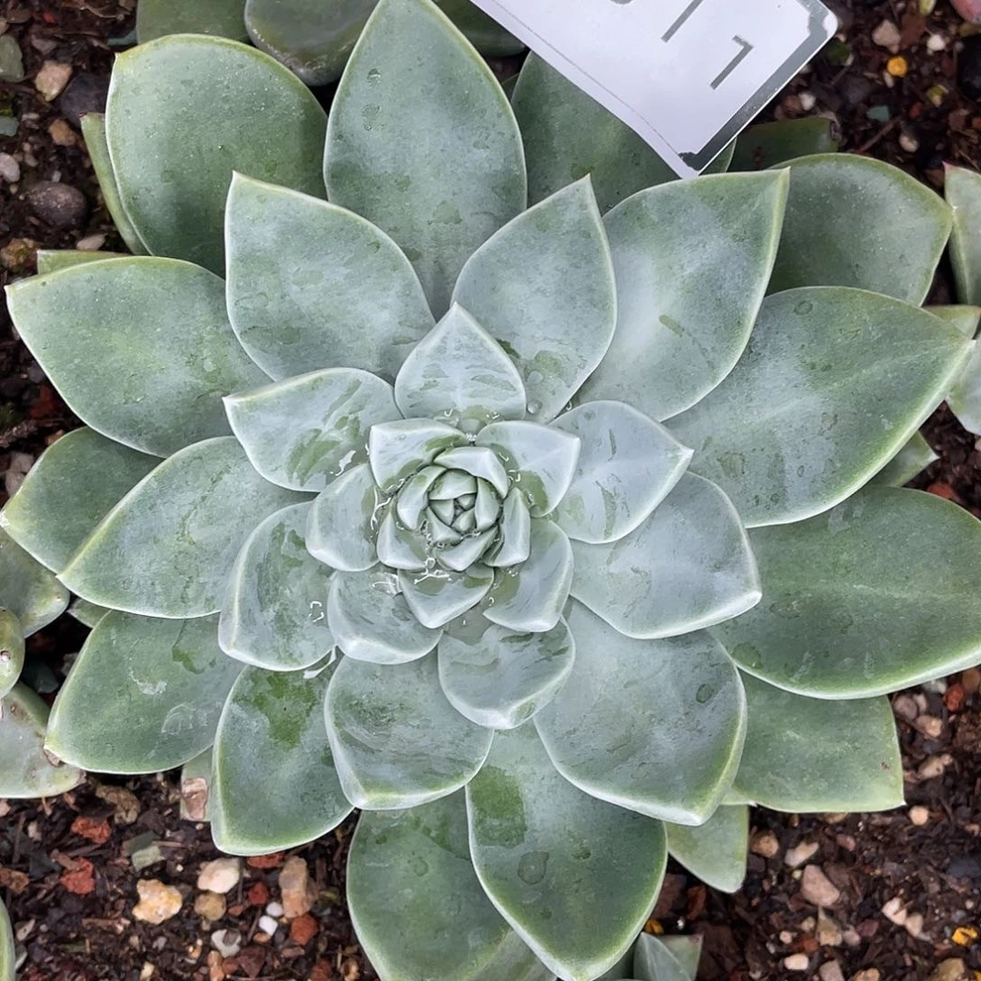 墨西哥花朵苹果叶11811