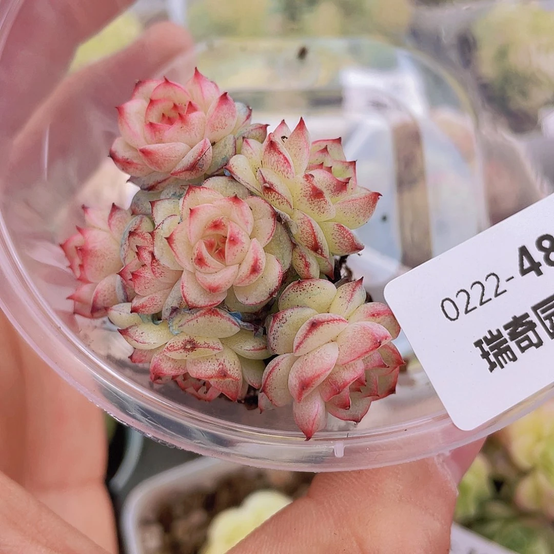 000000000000048量拍