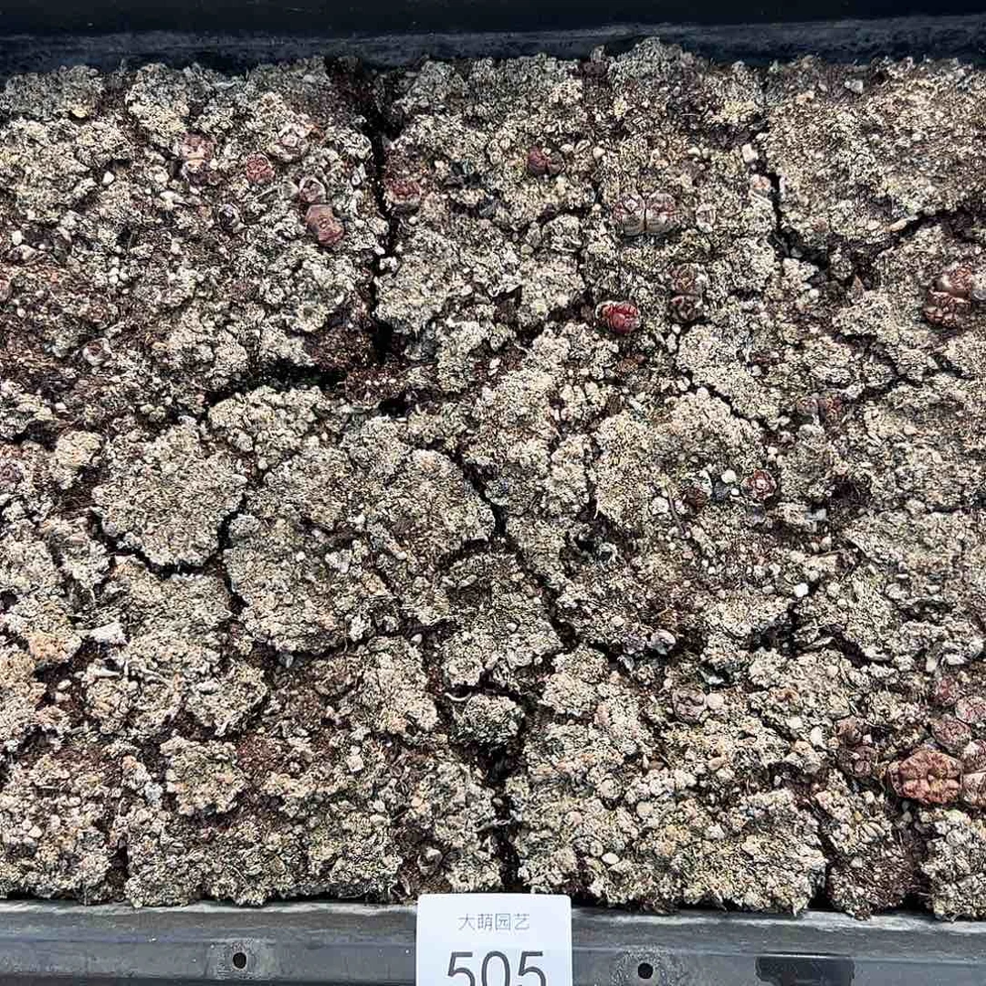 清框脱土发无售后。  505