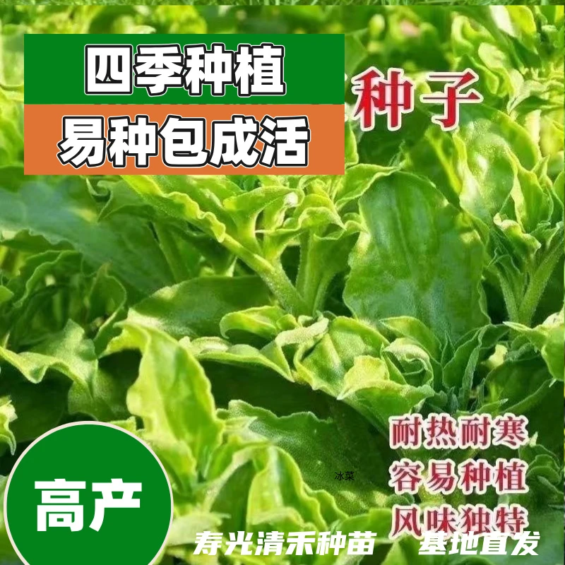 冰菜苗蔬菜苗塑料壳发货苗场直发好吃带土发货易成活高产多差采收
