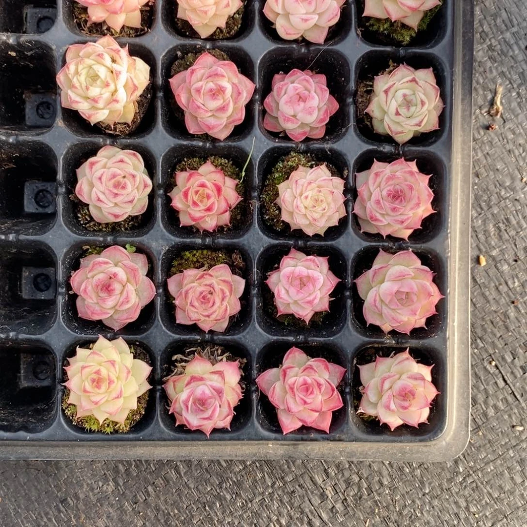 咪***堡2-92多肉多肉多肉多肉多肉