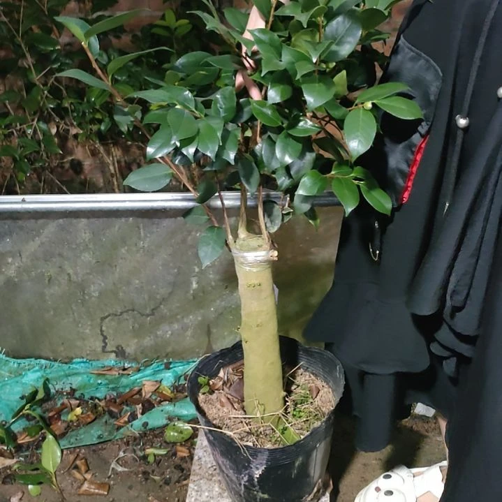 大五宝原盆970原盆原土