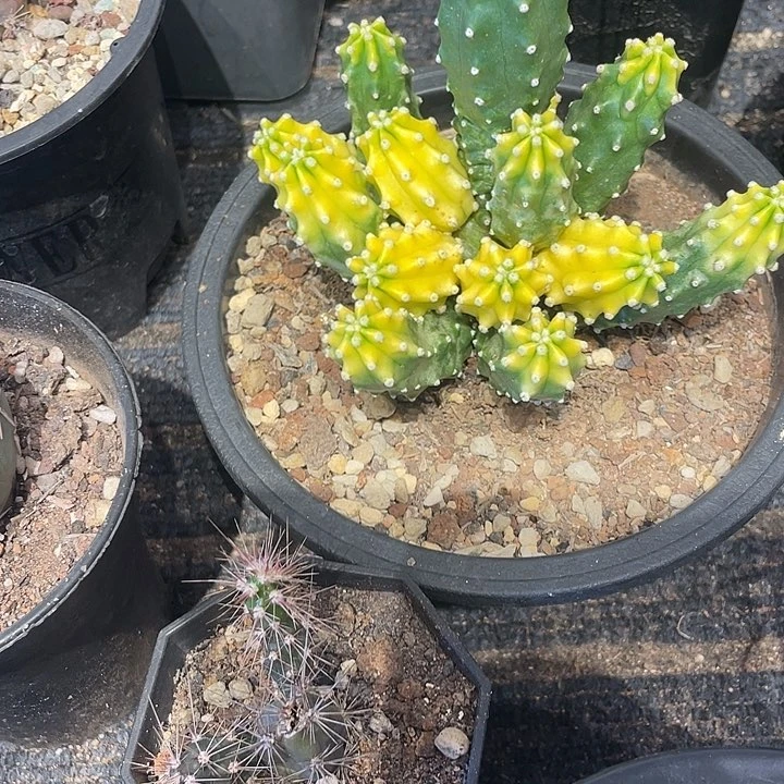 淘汰郎锦仙人球一颗